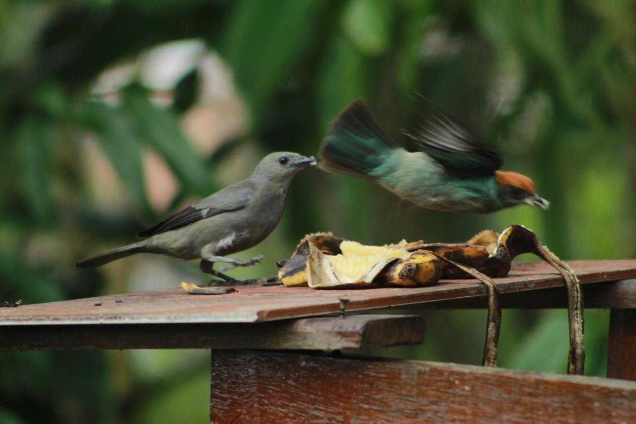 Eco Hostal Casa La Juana Bed & Breakfast เมเดยิน ภายนอก รูปภาพ